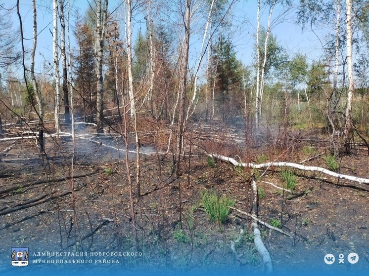 Жителей Новгородского района предупредили о торфяных пожарах в лесах