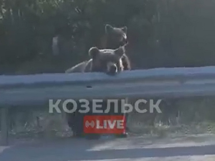 Видео с двумя медведями на дороге в Калужской области оказалось фейком