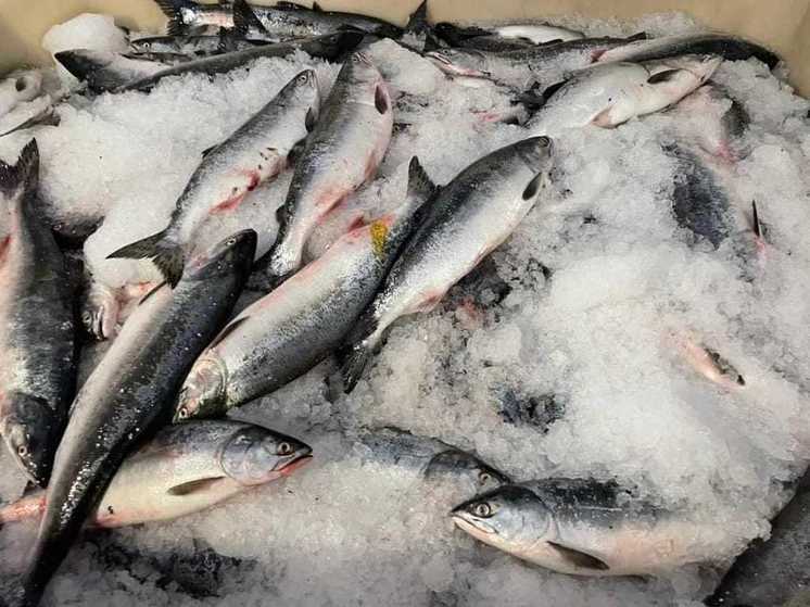 Добыча горбуши началась на Северных Курилах