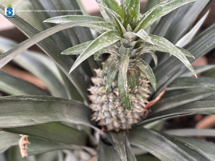 Дети из Нового Уренгоя вырастили ананас: на подходе — лимоны и инжир