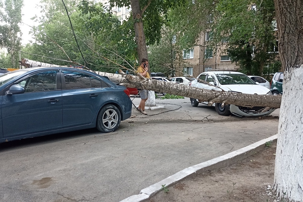 В Оренбурге жильцам одного из дворов на Малой земле пять лет угрожало  трухлявое дерево - МК Оренбург