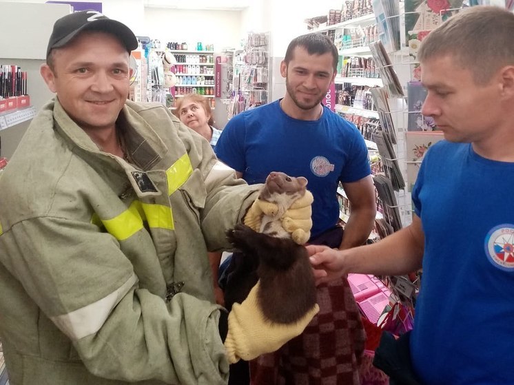 Спасатели Славянского района поймали куницу, устроившую погром в магазине косметики