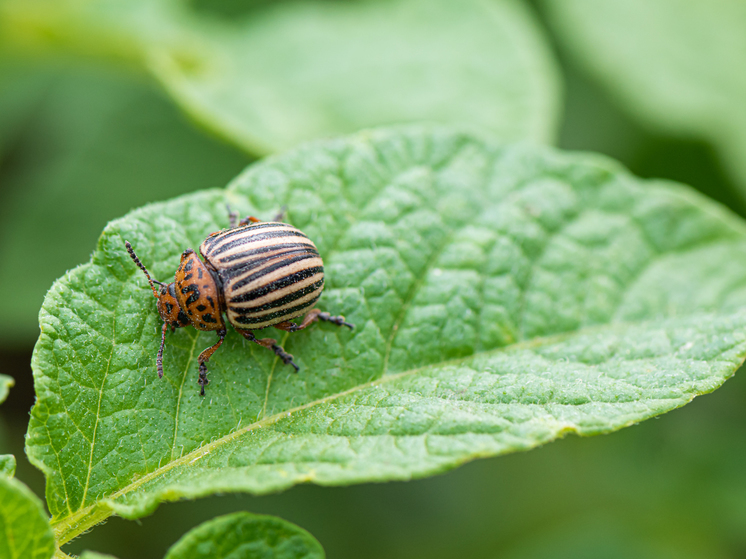 Агроном Шубина объяснила исчезновение колорадского жука в Новосибирской области