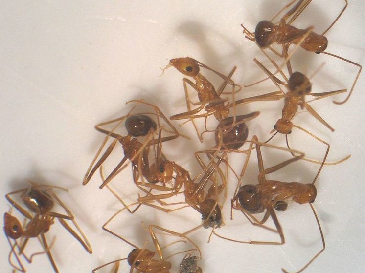 У желтых сумасшедших муравьев имеется «мужская» и «женская» сперма
