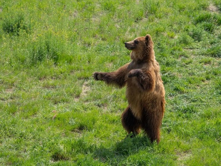 Медвежья семья вышла на проезжую часть к кузбасским водителям