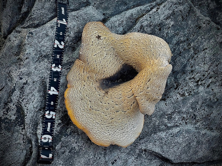 Миколог прокомментировал фото со съедобным грибом размером с ребенка из леса в районе Копорья