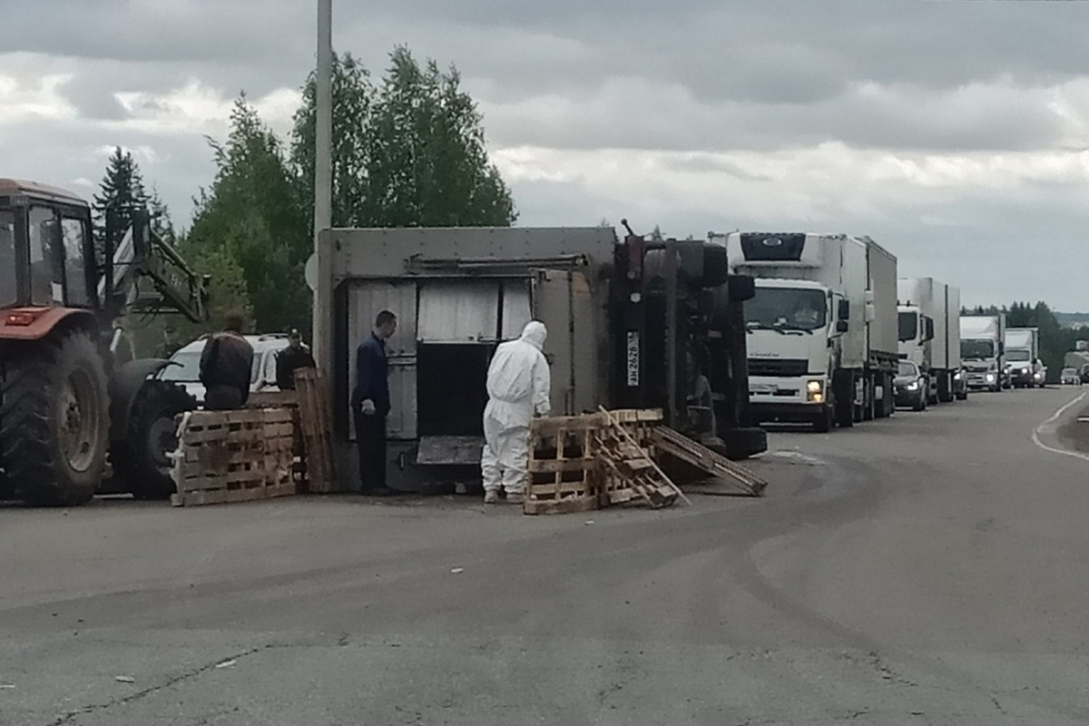 Под Ижевском перевернулся грузовик с поросятами - МК Ижевск