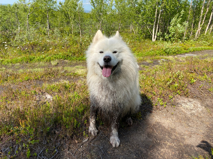Владельцев домашних животных предупредили об административной ответственности за несоблюдение правил