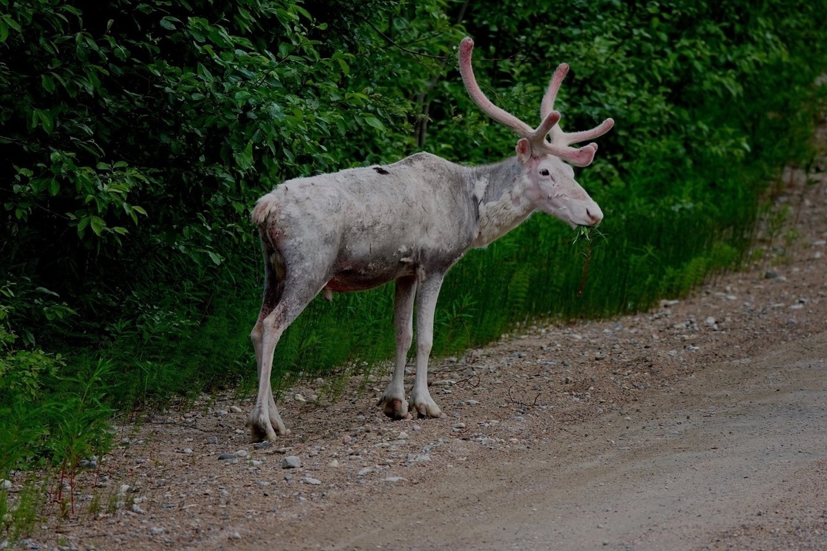 Линялый олень ходит по дороге на севере Карелии