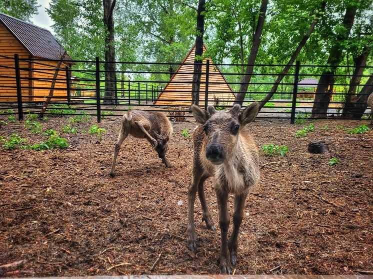 В Большереченском зоопарке Омской области запретили кормить животных