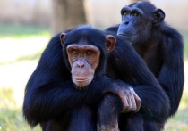 Зоологи под руководством Яна Энгелманна из Калифорнийского университета пришли к выводу, что шимпанзе способны к "альтернативному" мышлению, то есть могут составить план, предусматривающий два варианта развития событий