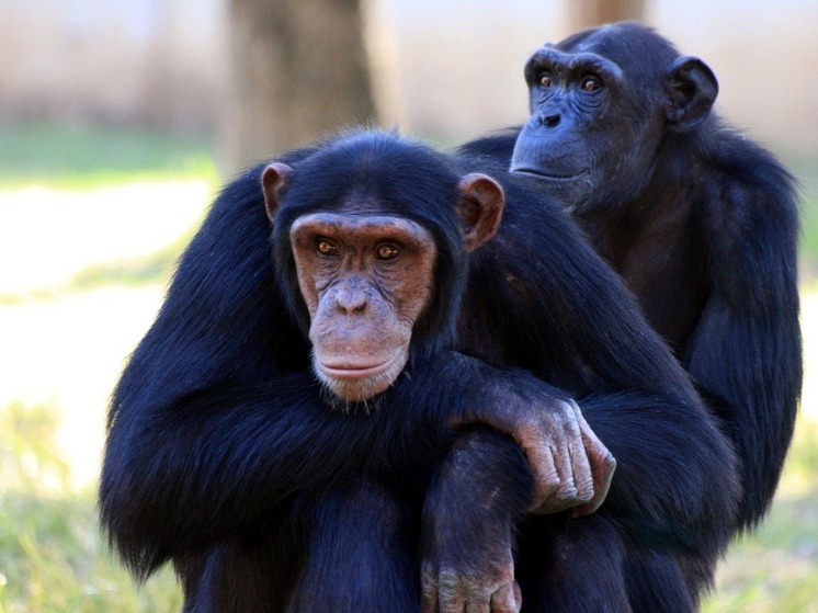 Шимпанзе продемонстрировали тип мышления, считавшийся уникальным для человека