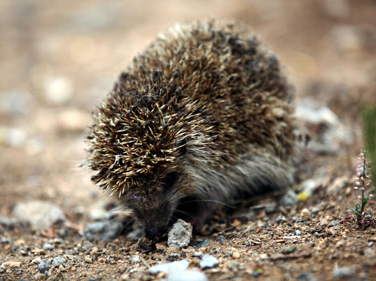 Компания молодых людей из Подмосковья издевалась над ежом