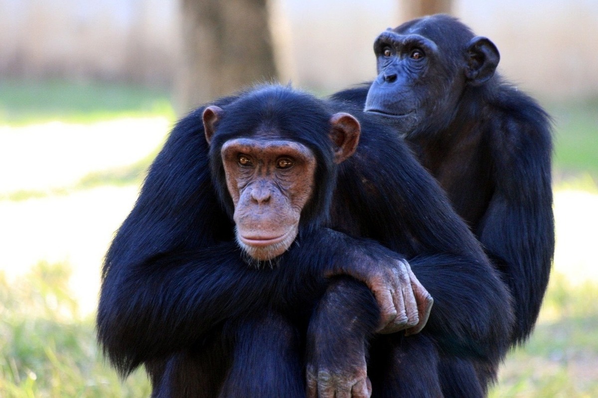Chimpanzees have demonstrated a type of thinking thought to be unique to humans