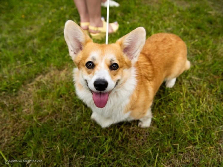 Парламент Карелии одобрил штрафы за самовыгул домашних животных