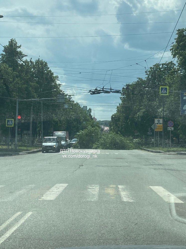 Дерево рухнуло на одном из центральных проспектов кузбасского города