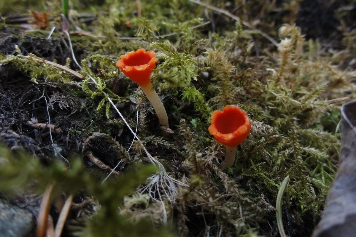 Новый вид грибов нашли в Карелии