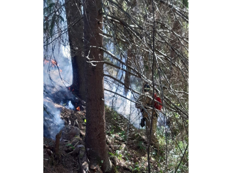 Два лесных пожара потушили на Вологодчине за минувшие сутки
