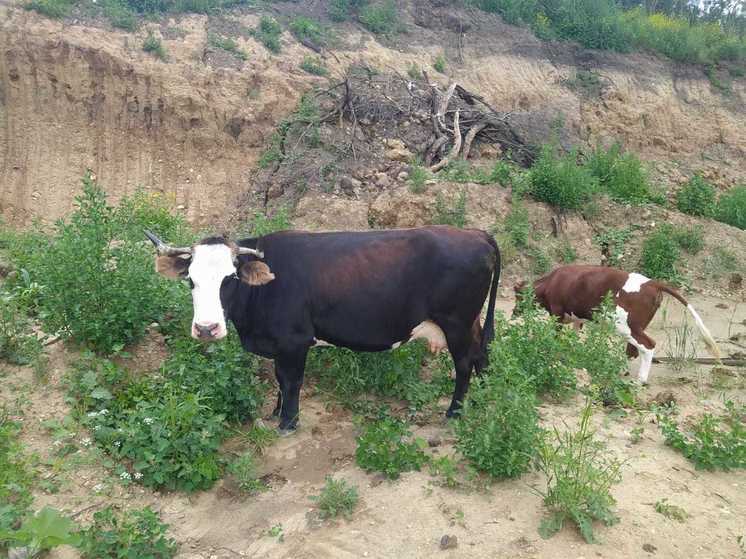 В Кисловодске на штрафстоянку отогнали семь коров
