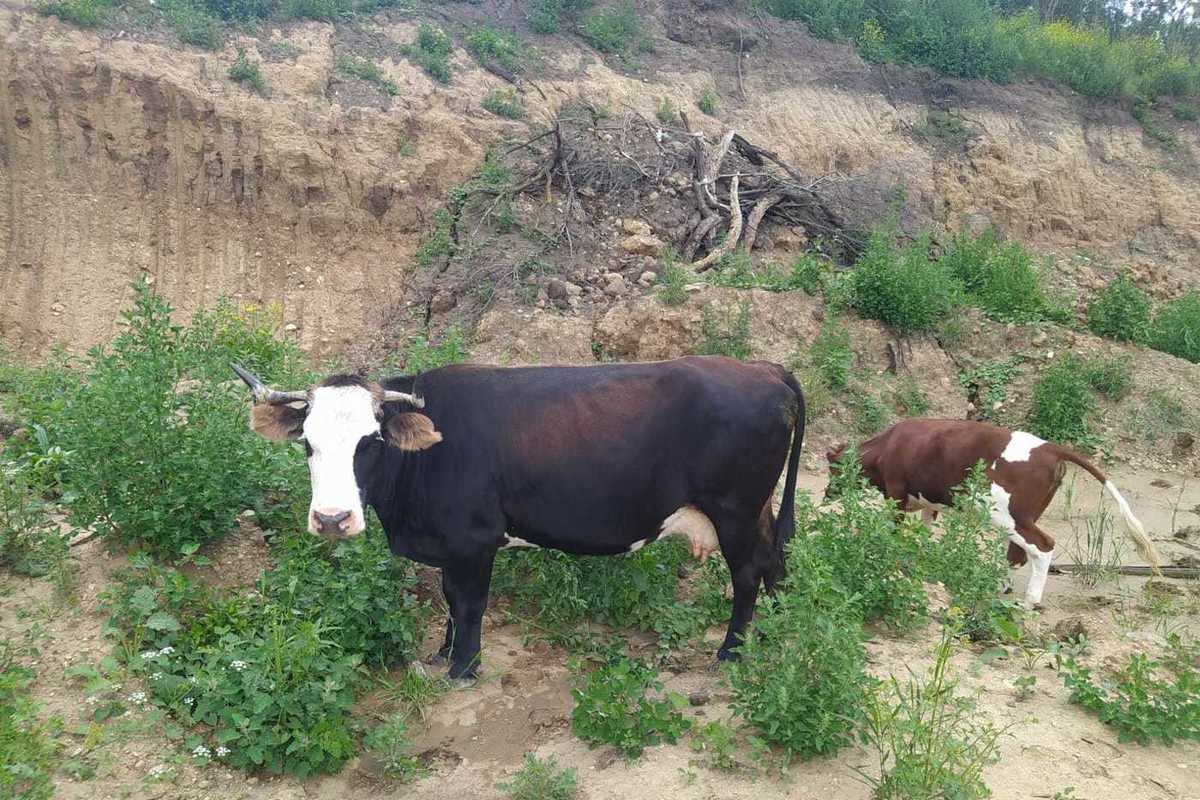 В Кисловодске на штрафстоянку отогнали семь коров