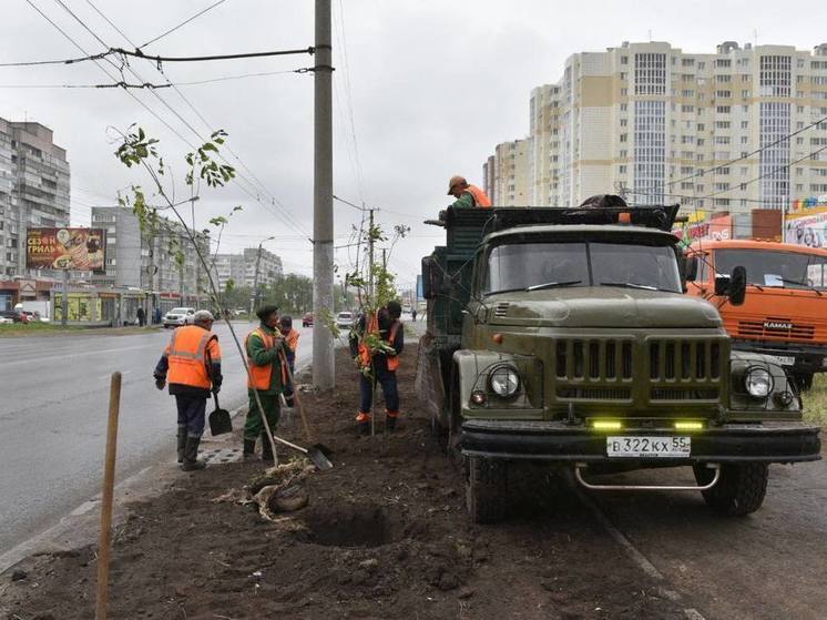 В Омске на улице Кирова городские озеленители высадили 35 ясеней