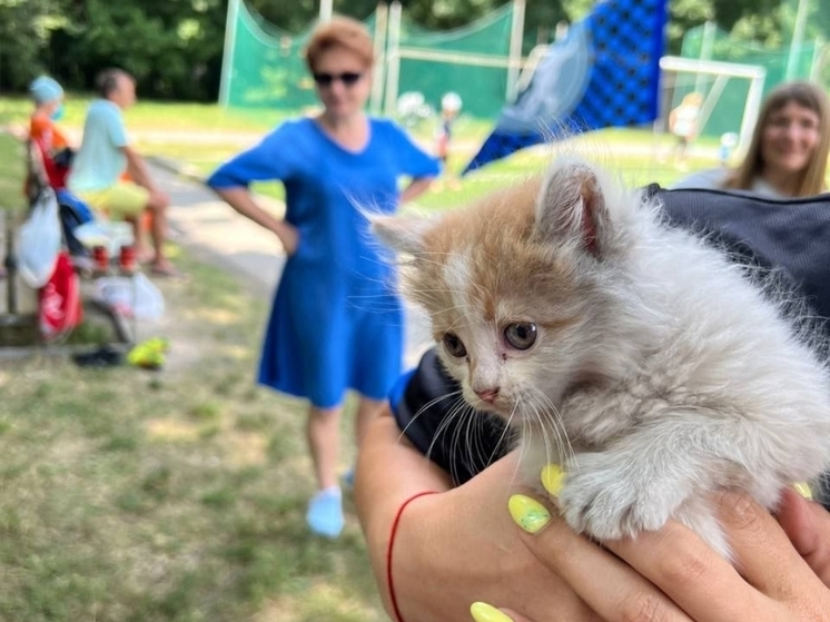 Новороссийские спасатели сняли котёнка с высокого дерева