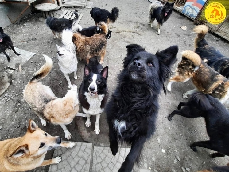 Волонтеры помогли приюту для животных в Североморске