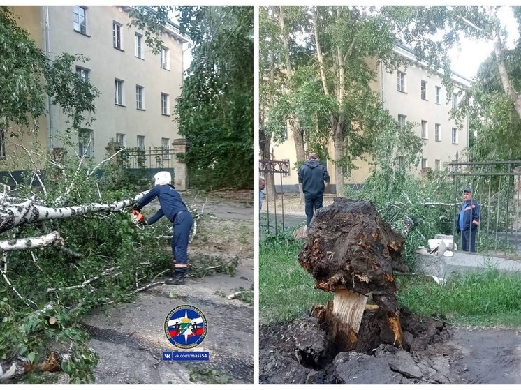   В Новосибирске  сильный порыв ветра свалил два дерева на дорогу