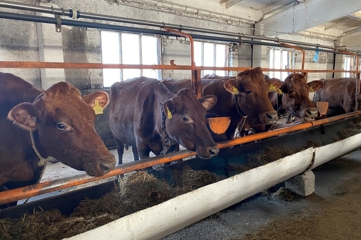 В Пензенской области с начала года произведено более 200 тысяч тонн скота