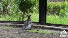 Челябинцам показали подросших кенгурят: милое видео