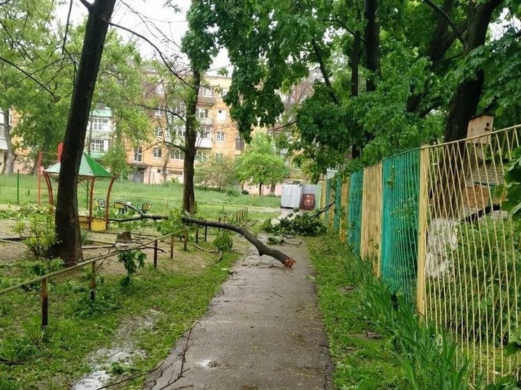 Завхоз детсада предстанет перед судом за гибель женщины от падения дерева в Рязани