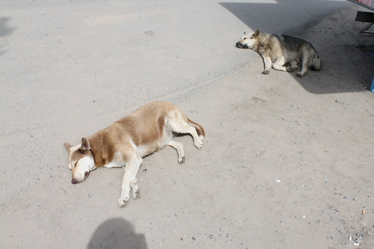 Великоустюгские псы оккупируют детские площадки