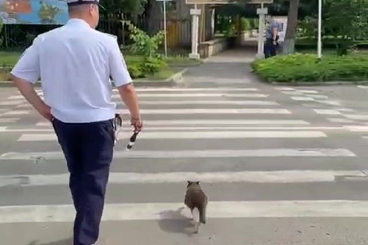 Ставропольские автоинспекторы помогли кошке перейти дорогу по «зебре»