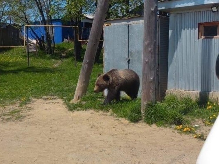 Молодой человек убегал от медведя на севере Сахалина