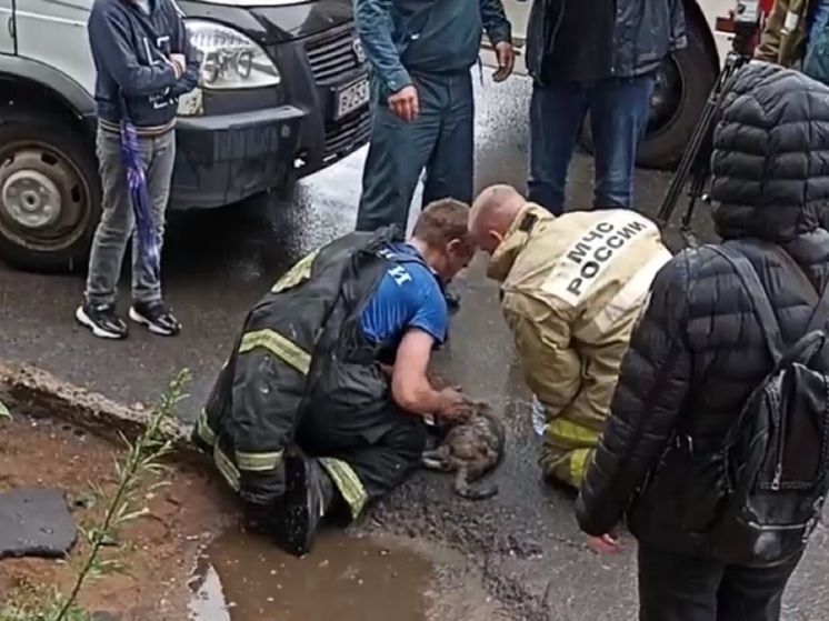 Рыбинские пожарные на одном пожаре спасли ребенка и откачали кота