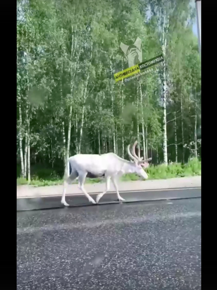 Линялого оленя вновь заметили в Карелии