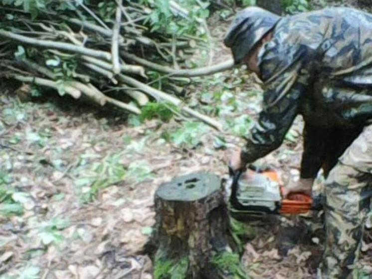 Пензенцам рассказали о работах по восстановлению Морозовского дендрария