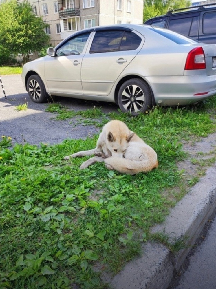 Жители города бумажников Карелии ищут водителя, сбившего собаку