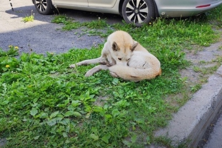 В Петрозаводске машина сбила собаку. Сбил собаку на машине примета