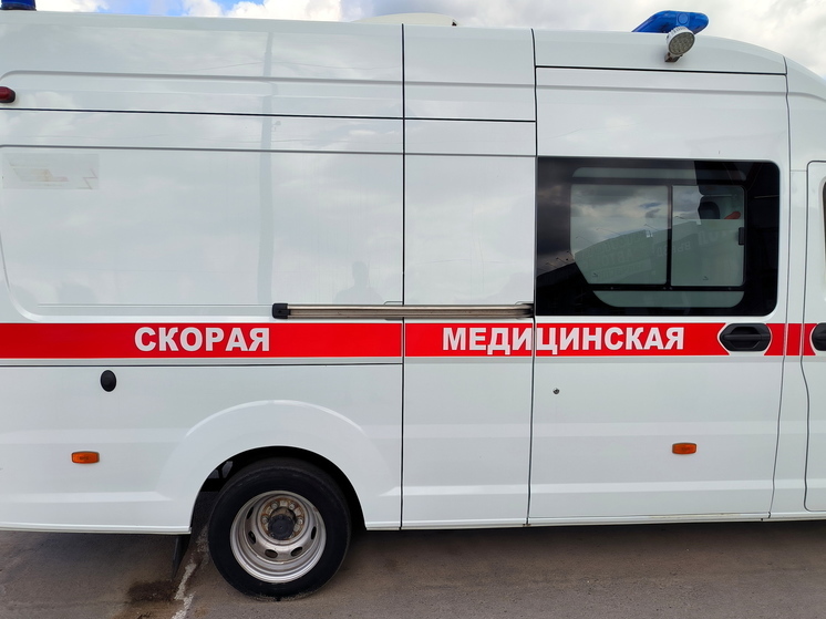 Алабай покусал подростка в Бийске