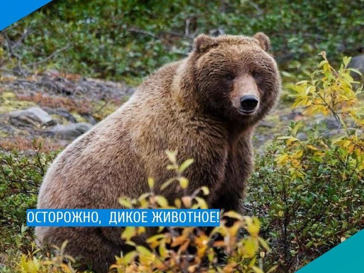 В Правохеттинском заметили медведя: ямальцам советуют не ходить в лес