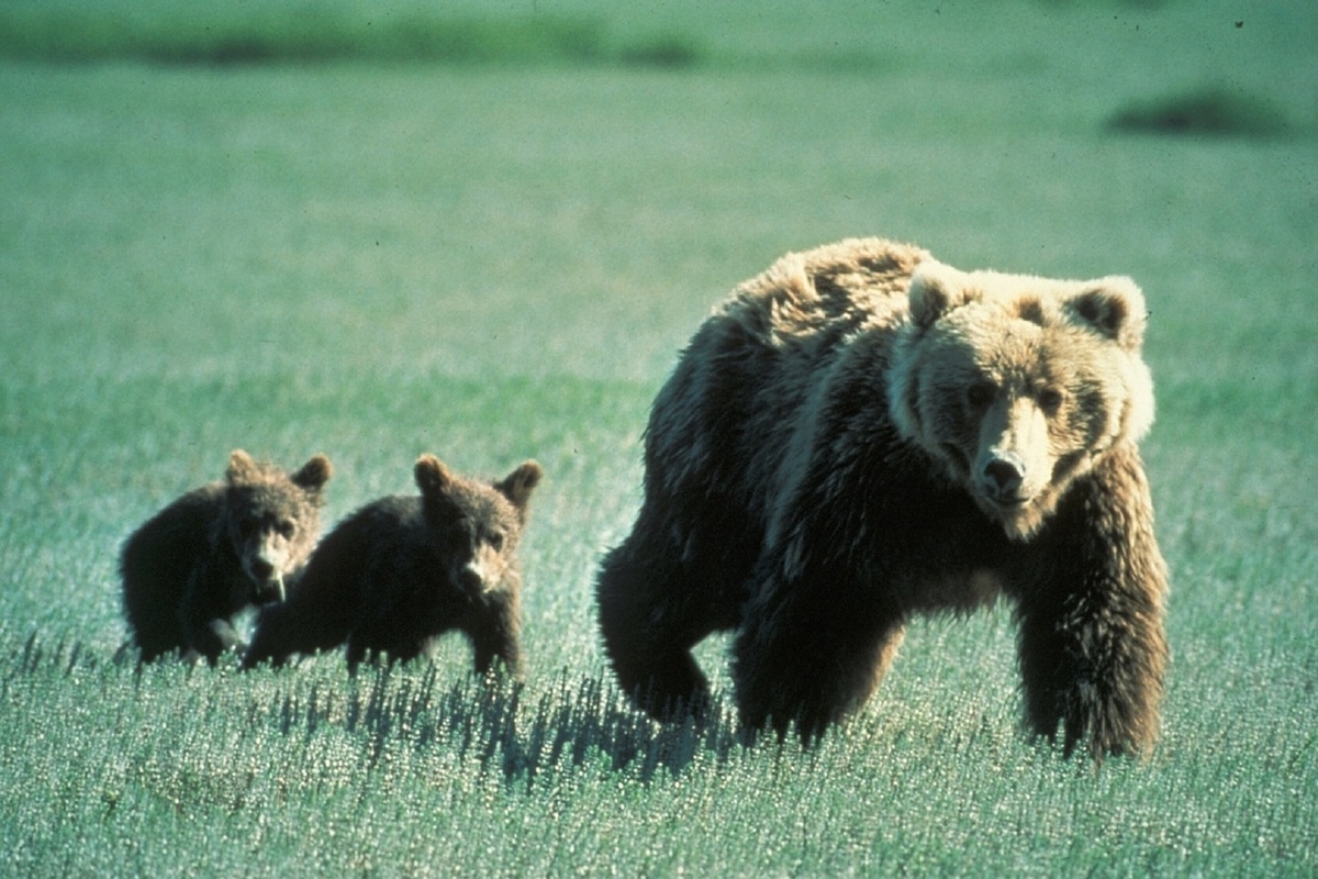 Бывший охотинспектор планировал подзаработать в Карелии на добыче медведей