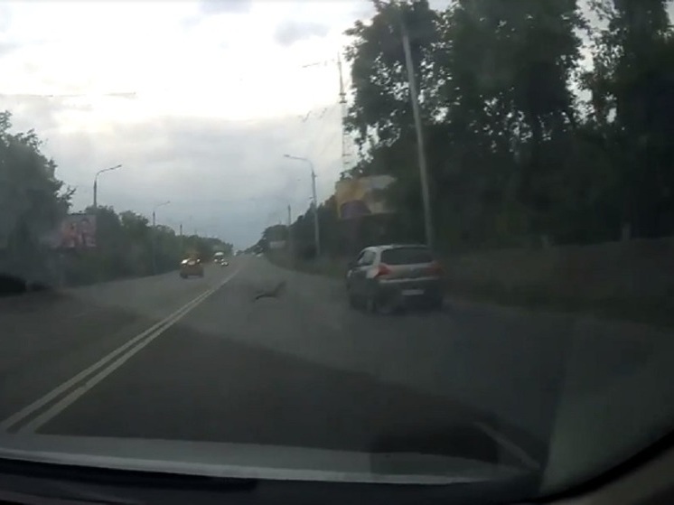 В Омске по автомобильной дороге бегает косуля
