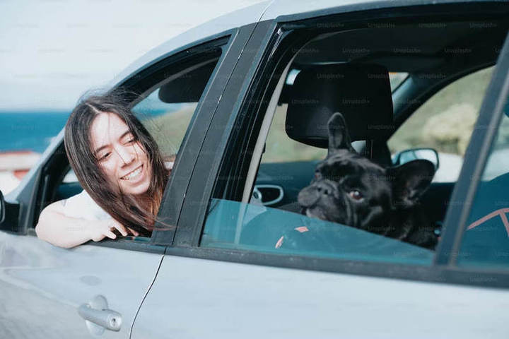 Автоэксперты рассказали, как правильно перевозить животных в машине