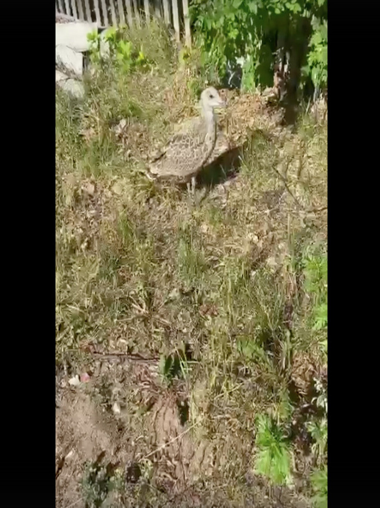 Птенец чайки пришел в детский сад в Карелии