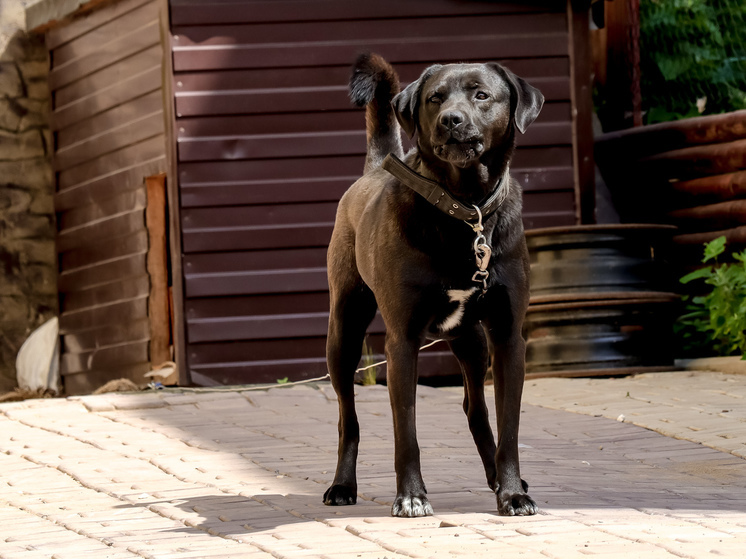 Собака принесла в зубах неизвестный БПЛА хозяйке в Подмосковье