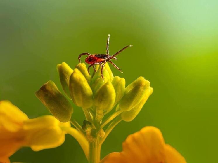 Впившихся клещей на себе нашли 219 жителей Карелии за неделю
