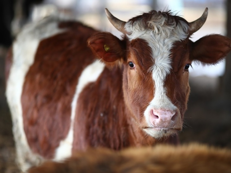 Житель Волгоградской области подстрелил чужую корову в своем огороде