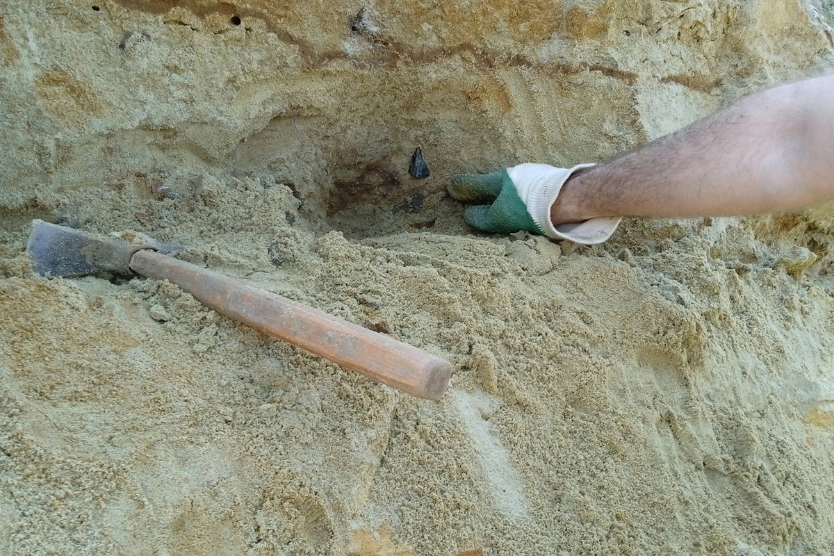Курские палеонтологи нашли кости ихтиозавтра и зубы акул