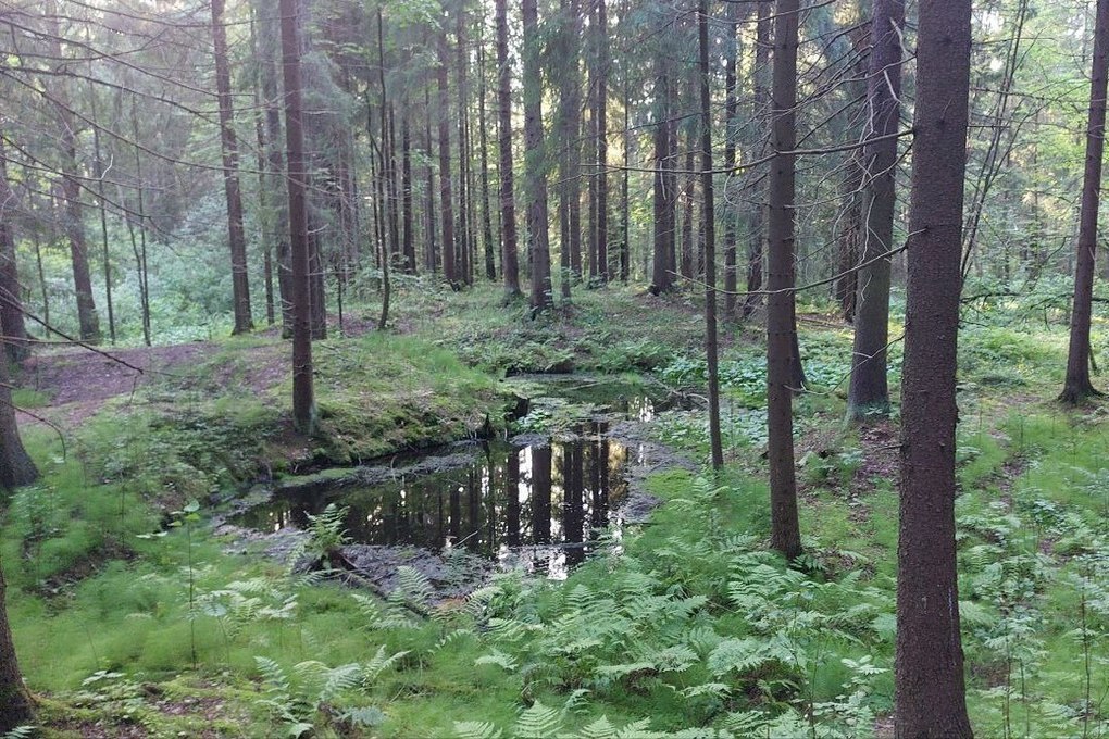 В лесу в Приозерском районе нашли более 4,5 килограммов запрещенных веществ, возбуждено уголовное дело